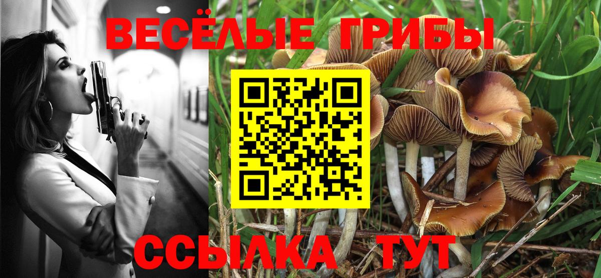 Псилоцибиновые грибы Psilocybe Малоярославец